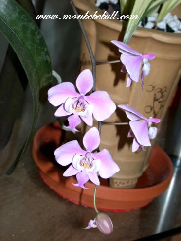 Phalaenopsis 14.jpg